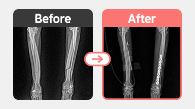 00c909494aa4044d6023a2787413e600_1761910336_3088.png 푸들 4살 좌측 전지 요척골 골절 수술 사진