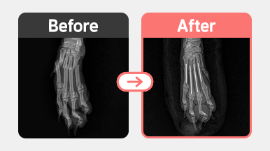 00c909494aa4044d6023a2787413e600_1761911375_0169.png 말티푸 1살 중수골 골절 수내정 삽입 수술 사진