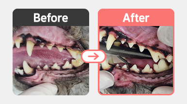 5살 푸들의 스케일링 후 구강 상태. 치석이 제거되어 치아가 깔끔하게 드러나고, 잇몸 염증도 완화된 모습.