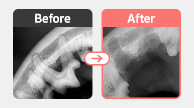 8살 포메라니안의 말기 치주염(PD4 M0)과 치조골 융해가 확인된 구강 X-ray 이미지. 심한 치근 노출과 골 파괴로 외과적 발치를 시행함.