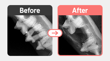 코숏 6살 고양이의 PD4 M3 치주염 발치 수술 전후 사진, 잇몸뼈 소실과 동요도 3단계 치아 확인 후 발치 진행