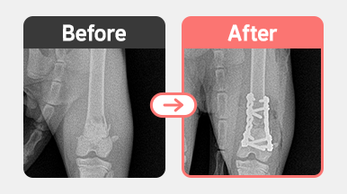 1살 코숏 고양이 좌측 대퇴골 원위부 분쇄골절 수술 전후 방사선 사진, Plate를 이용한 내고정술로 골편 정렬 및 고정