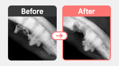 코숏 12살 치주염 말기 및 치아흡수성 병변 수술 사진