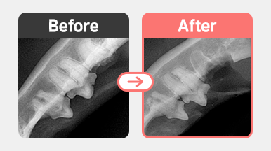 9살 코숏 고양이 치아흡수성병변(FORL) Type 3 병변 방사선 사진, 외과적 발치 수술 전후 모습