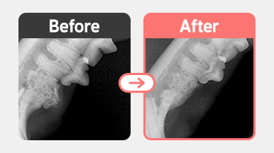 7살 페르시안 고양이 치아흡수성병변 FORL Type 3 병변 X-ray, 치근이 남아 있어 완전 발치가 필요한 부위