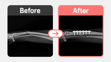 1살 말티푸 우측 요골 간부 횡골절 X-ray, plate를 이용한 내고정술 전후 이미지