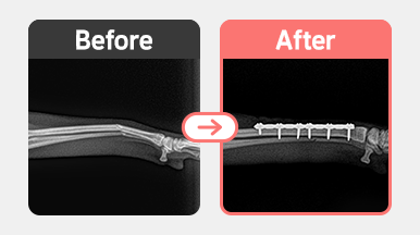 4살 푸들의 좌측 요척골 골절 수술 후 방사선 사진. 금속판을 이용한 요골 내고정술을 통해 골절 정복이 안정적으로 이루어짐.