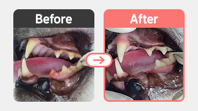 7살 페르시안 고양이 FORL Type 3 진단 – 부위 1 치근이 남아 있는 방사선 사진