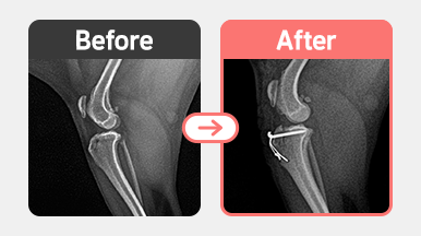 4살 포메라니안의 좌측 슬개골 탈구 교정 수술 후 방사선 사진. 대퇴고랑 성형술과 경골조면 전위술을 통해 슬개골 정복 상태 유지.