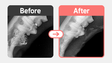 6살 코숏의 치과 X-ray. 치주염과 치아흡수성병변으로 인한 치근 손상 및 치조골 변화가 확인되어 외과적 발치가 필요한 병변.