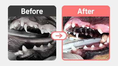 7개월 푸들 환자의 잔존유치 상태를 보여주는 구강 사진