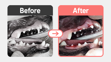 유치 발치 후 푸들의 구강 상태, 치열 정렬이 개선된 모습