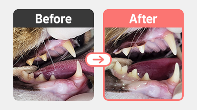 스케일링 전, 6살 먼치킨 고양이의 치석과 잇몸 염증이 확인되는 구강 사진