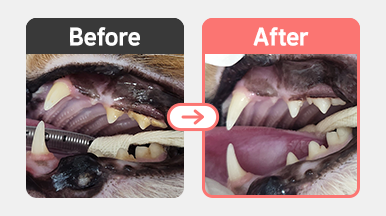 스케일링 후, 치석이 제거되고 잇몸 상태가 개선된 먼치킨 고양이의 구강 사진