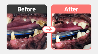 스케일링 전, 11살 푸들 강아지의 치석과 치은염이 확인되는 구강 사진