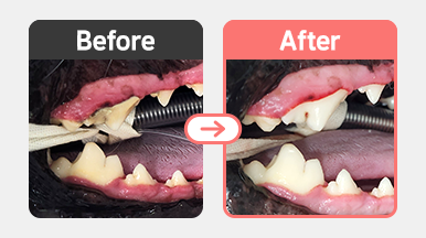 스케일링 전, 4살 믹스 강아지의 치석과 잇몸 염증이 관찰되는 구강 사진
