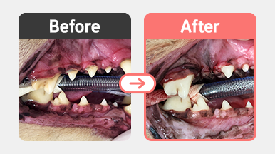 덴탈 방사선 검사에서 치근 융해가 확인된 닥스훈트 강아지의 구강 X-ray 이미지