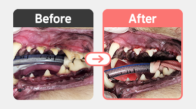 치아 파절과 치수강 노출이 관찰되는 닥스훈트 강아지의 구강 클로즈업 사진