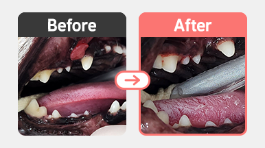 수술 전, 만성 치은염으로 인해 잇몸이 과증식된 6살 치와와 강아지의 구강 사진