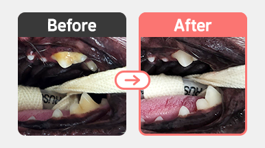 수술 후, 과증식된 잇몸이 제거되고 부종이 완화된 치와와 강아지의 구강 사진