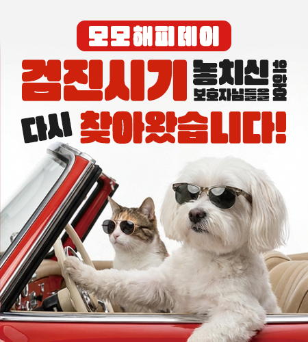 모모 해피데이 2월 이벤트 팝업 배너