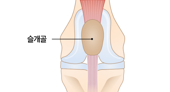 무릎관절의 정상적인 상태